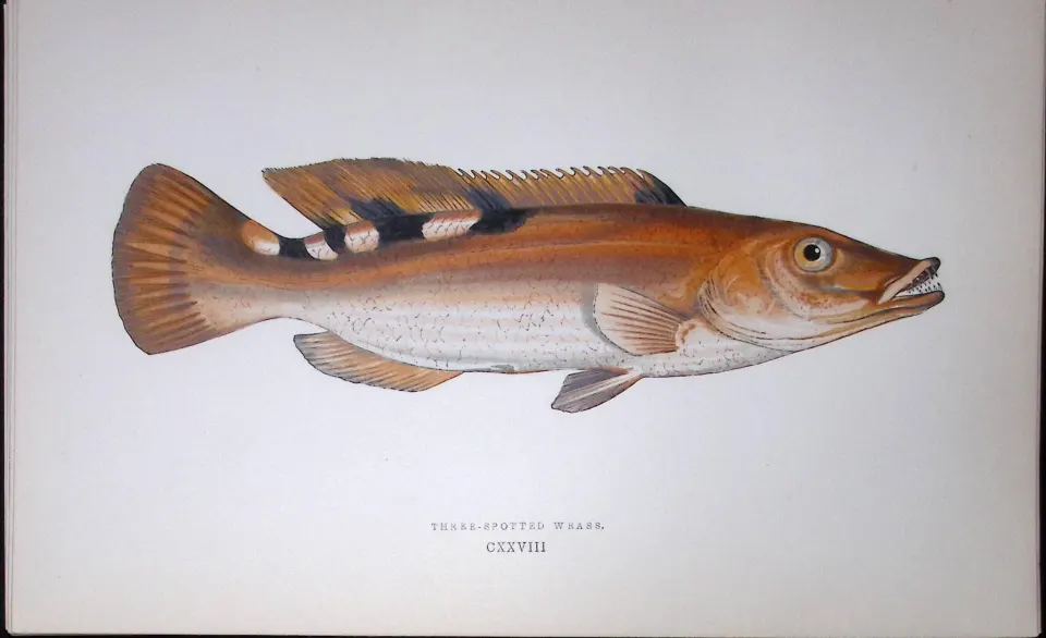 Three Spotted Wrass Fish Scarce Antique 1877 J. Couch Woodblock Engraving-93