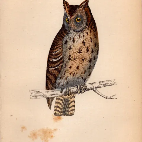 Mottled Owl Rev Morris Antique1888 History of British Birds Engraving.17.