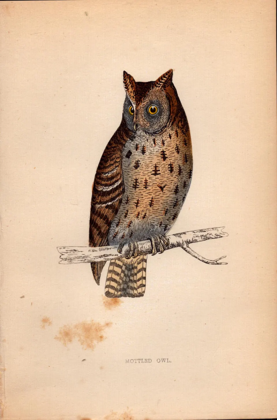 Mottled Owl Rev Morris Antique1888 History of British Birds Engraving.17.