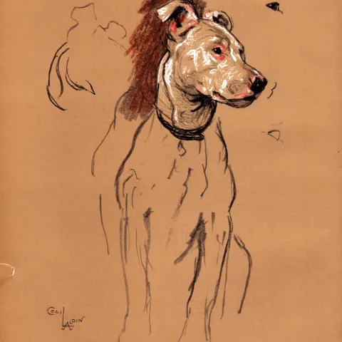 Cecil Aldin Original Vintage 88 Years Old Illustration How to Draw Dogs-1.