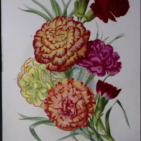 Selection of Carnations Antique Edwardian Robert Thompson Print-13
