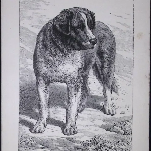 St Bernard British Dogs by Hugh Dalziel 1889 Antique Book Plate-44