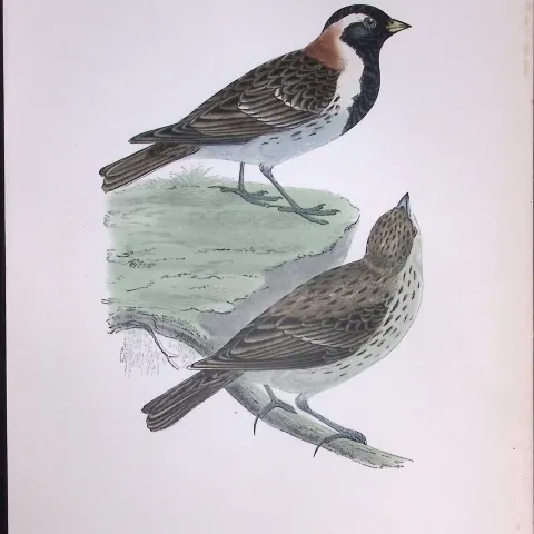 Lapland Bunting Rev Morris Antique History of British Birds 130 Years-Old Engraving-184