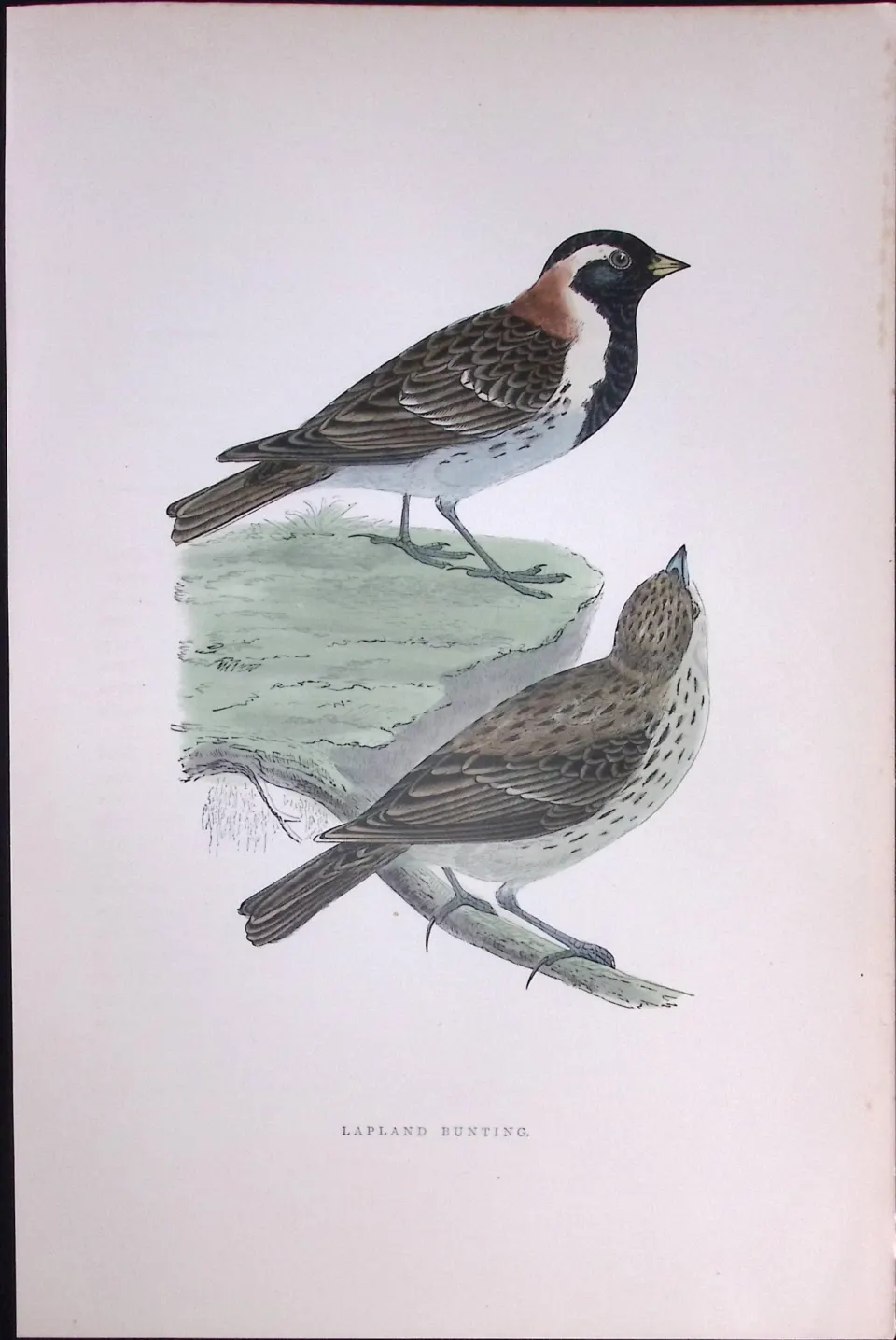 Lapland Bunting Rev Morris Antique History of British Birds 130 Years-Old Engraving-184