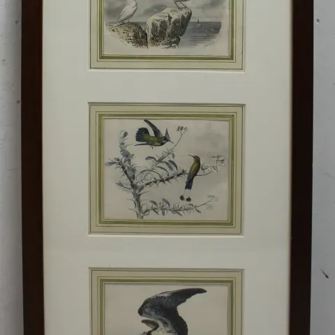 Natural History Hand Coloured Engravings Signed.