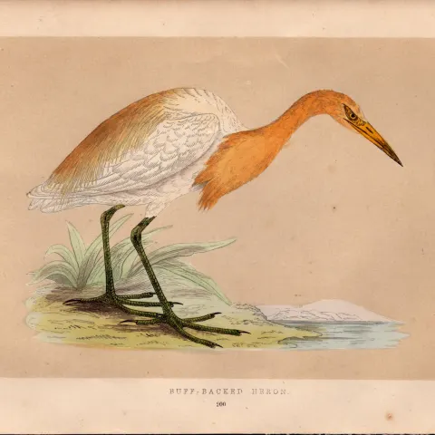 Buff Baked Heron Rev Morris Antique History of British Birds Engraving.