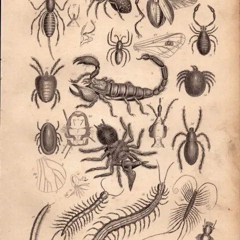 Spiders, Scorpions, Centipedes Species Antique Oliver Goldsmith Engravings.