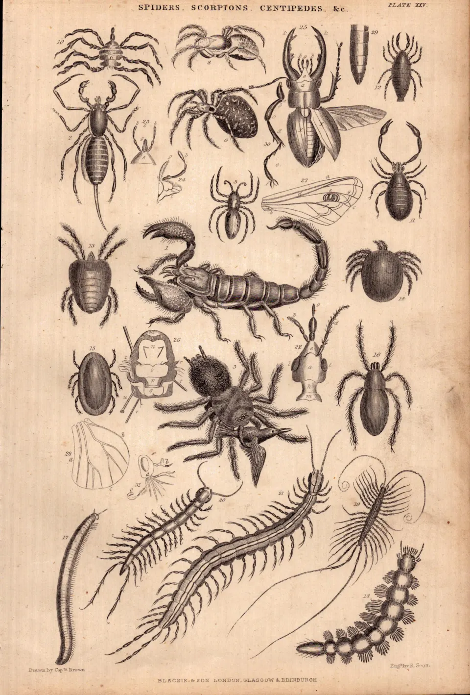 Spiders, Scorpions, Centipedes Species Antique Oliver Goldsmith Engravings.