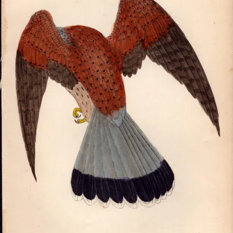 Kestral Rev Morris Antique 1888 History of British Birds Engraving-9.