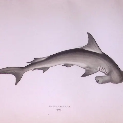 Hammerhead Shark Scarce Antique 1877 J. Couch Woodblock Engraving-5