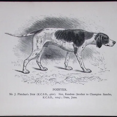 The Pointer British Dogs by Hugh Dalziel 1889 Antique Book Plate-28