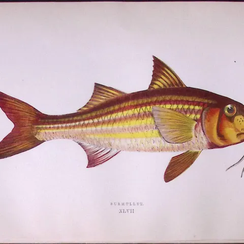 Surmullet Fish Scarce Antique 1877 Johnathan Couch Woodblock Engraving-48