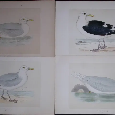 Job-Lot The Gull Family Rev Morris Antique Coloured Birds Engravings-27.