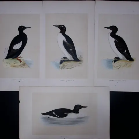 Job-Lot The Guillemot Family Rev Morris Antique Coloured Birds Engravings-31.