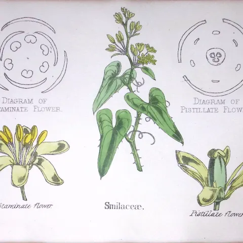 Smilacaceae Botanical Flower Diagram Rare Antique First Edition Illustration-97
