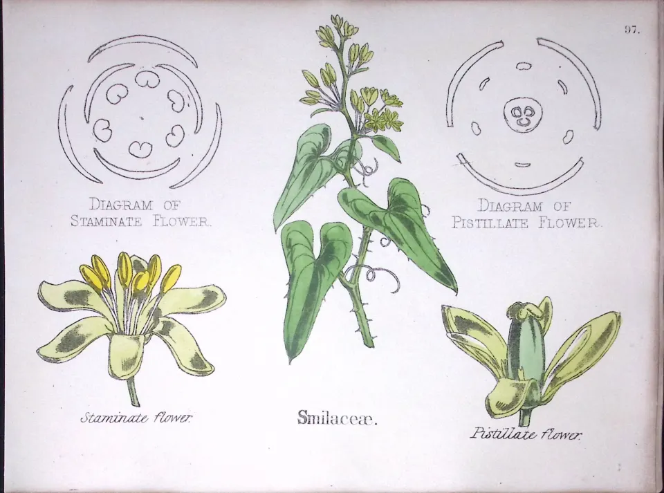 Smilacaceae Botanical Flower Diagram Rare Antique First Edition Illustration-97