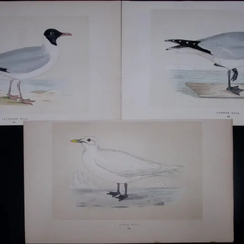 Job-Lot The Gull Family Rev Morris Antique Coloured Birds Engravings-29.