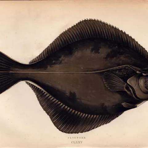 Flounder Antique Johnathan Couch Coloured Fish Engraving.