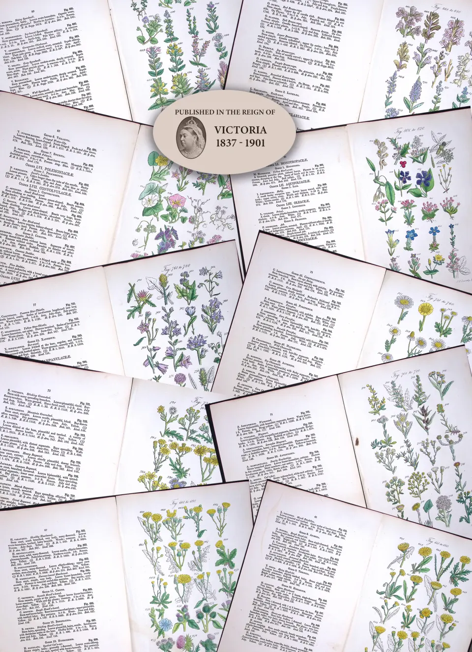 10 British Wild-Flowers John Sowerby Antique Engraved Prints with Original Hand Colouring-1
