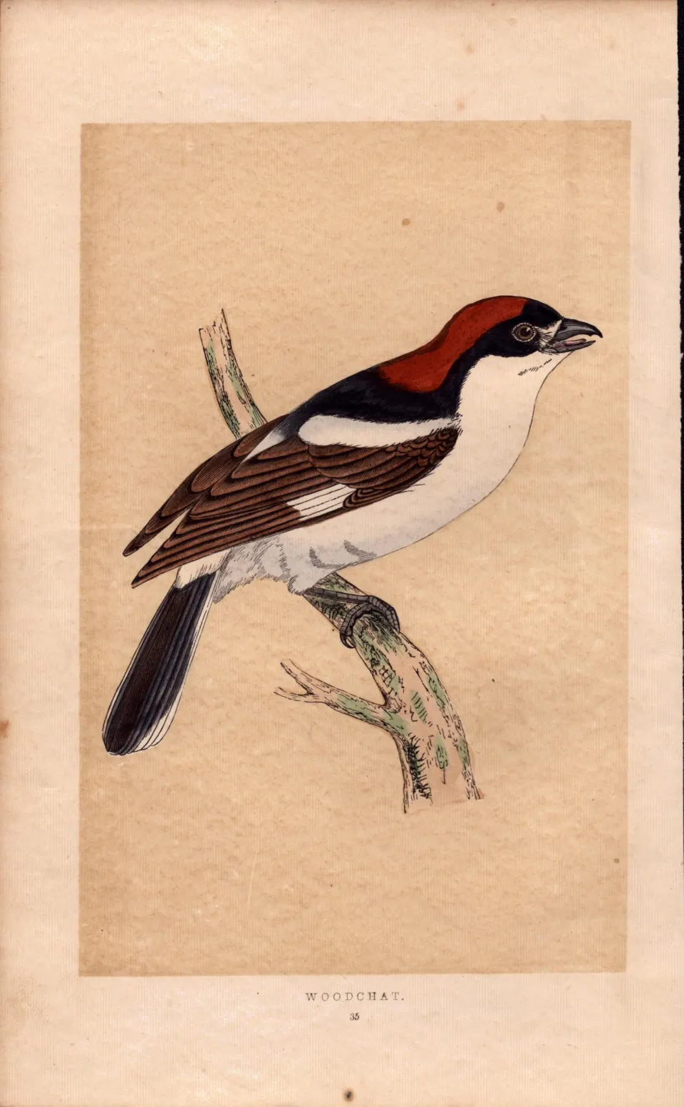 Woodchat Rev Morris Antique History of British Birds 170 Years-Old Engraving.