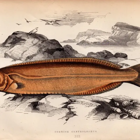 Cornish Centrolophus  Antique Johnathan Couch Coloured Fish Engraving.