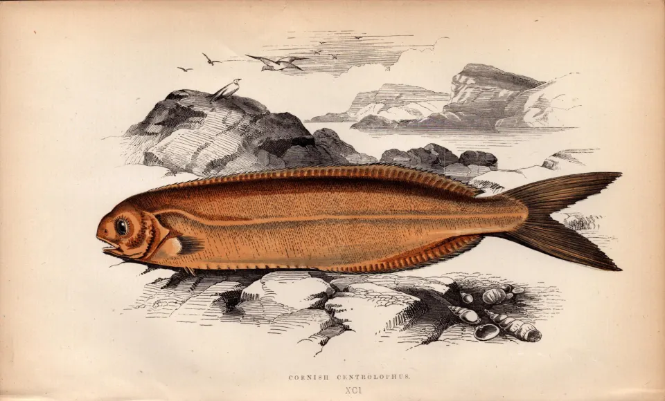 Cornish Centrolophus  Antique Johnathan Couch Coloured Fish Engraving.