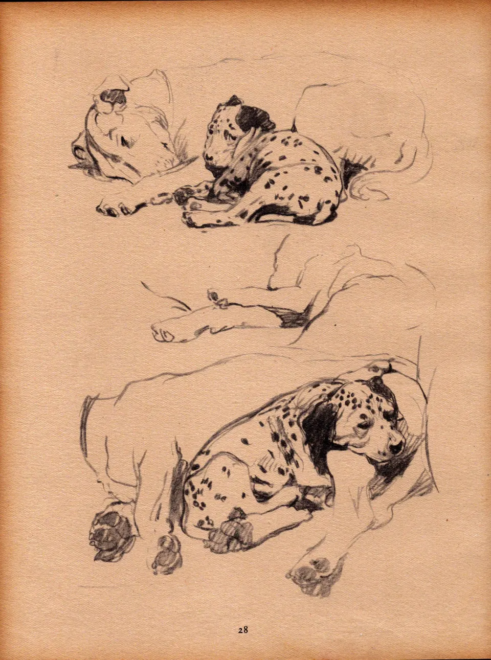 Cecil Aldin Original Vintage 88 Years Old Illustration How to Draw Dogs-4.