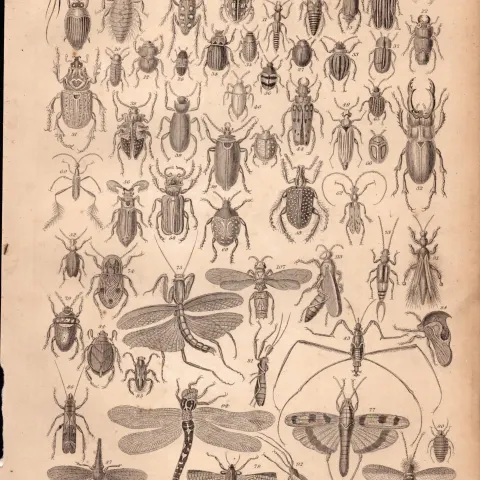 The Victorian World of Insects Species Antique Oliver Goldsmith Engraving XXVI.