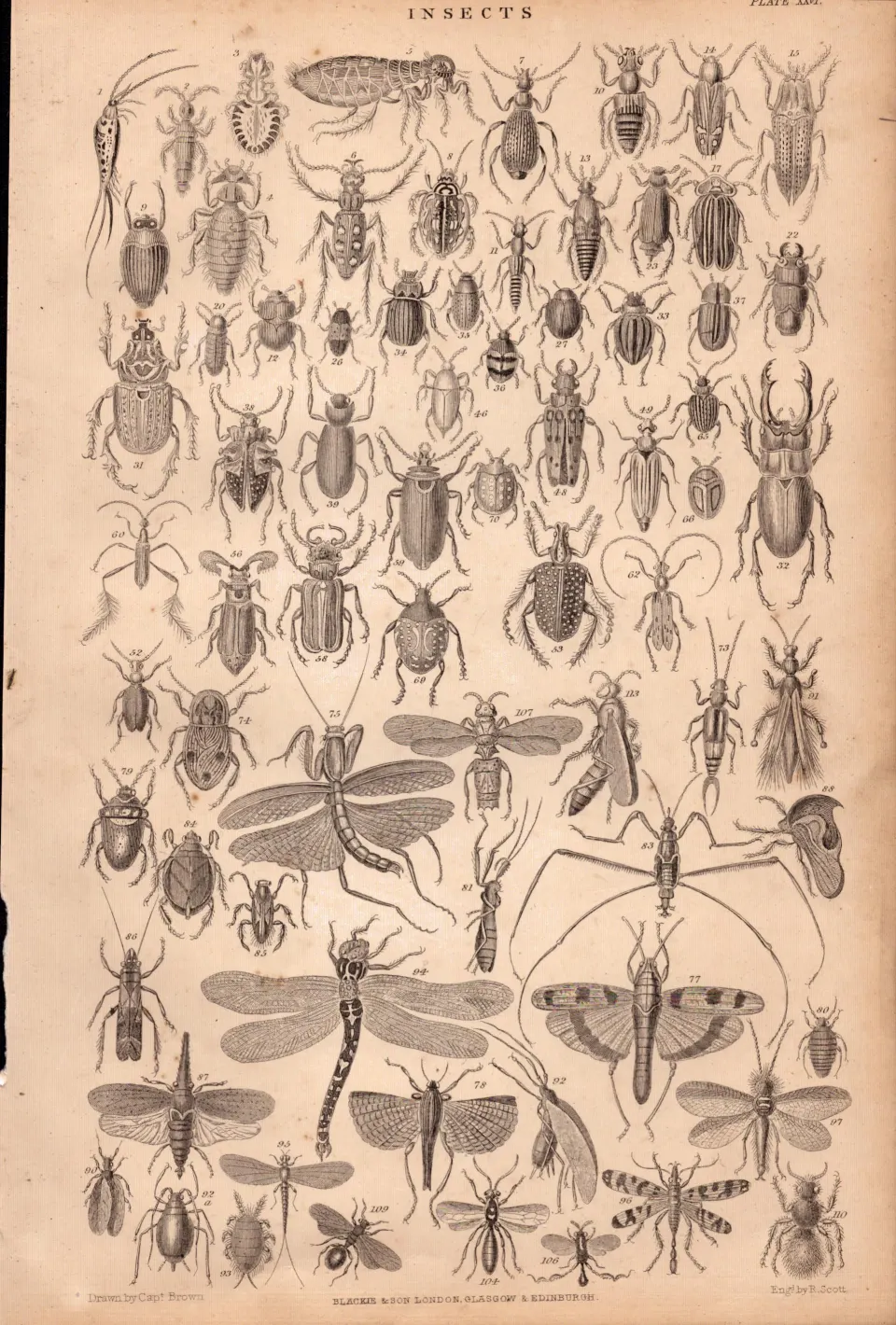 The Victorian World of Insects Species Antique Oliver Goldsmith Engraving XXVI.