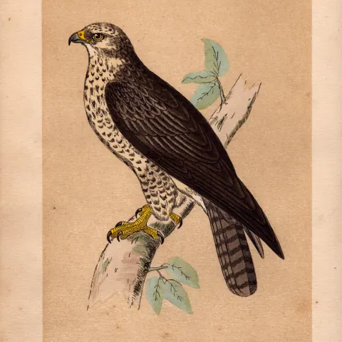 Buzzard Rev Morris Antique History of British Birds 170 Years-Old Engraving.