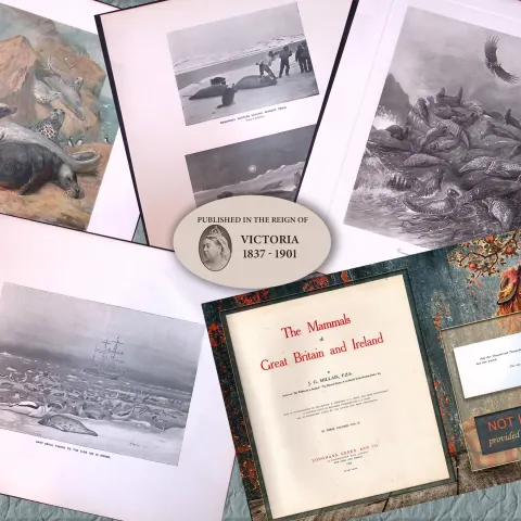 Job-Lot J.G. Millais Rare Limited-Edition Seal Family Species Antique Prints-12
