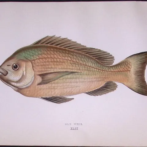 Old Wife Fish Scarce Antique 1877 Johnathan Couch Woodblock Engraving-50