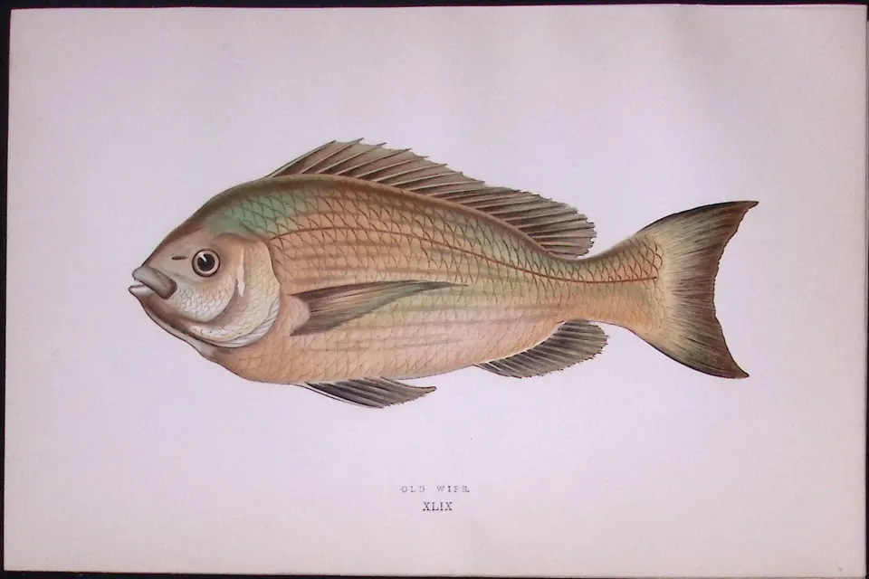 Old Wife Fish Scarce Antique 1877 Johnathan Couch Woodblock Engraving-50