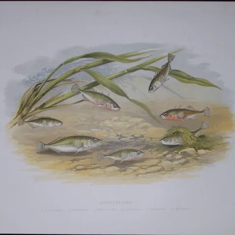 Stickleback Family Rev Houghton British Freshwater Fish 1879 Scarce Engraving-39