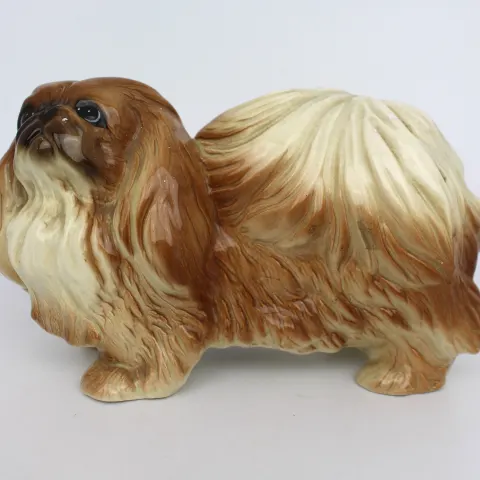 Pekingese