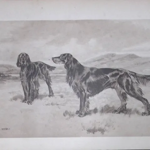 Gordon Setters Antique Book Plate Rawdon Lee Modern Dogs 1906-59