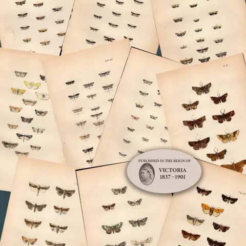 Job Lot Rev Morris British Moths 1896 Antique Hand-Coloured Lithographs -8.