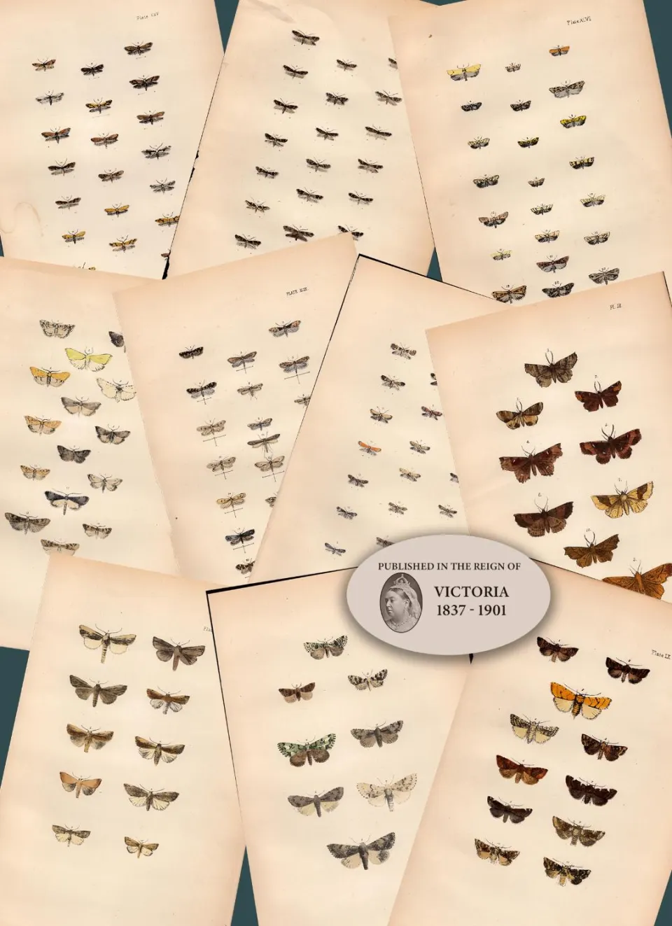 Job Lot Rev Morris British Moths 1896 Antique Hand-Coloured Lithographs -8.
