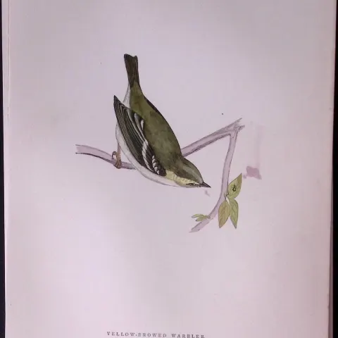 Yellow Browed Warbler Rev Morris Antique History of British Birds 130 Years-Old Engraving-130