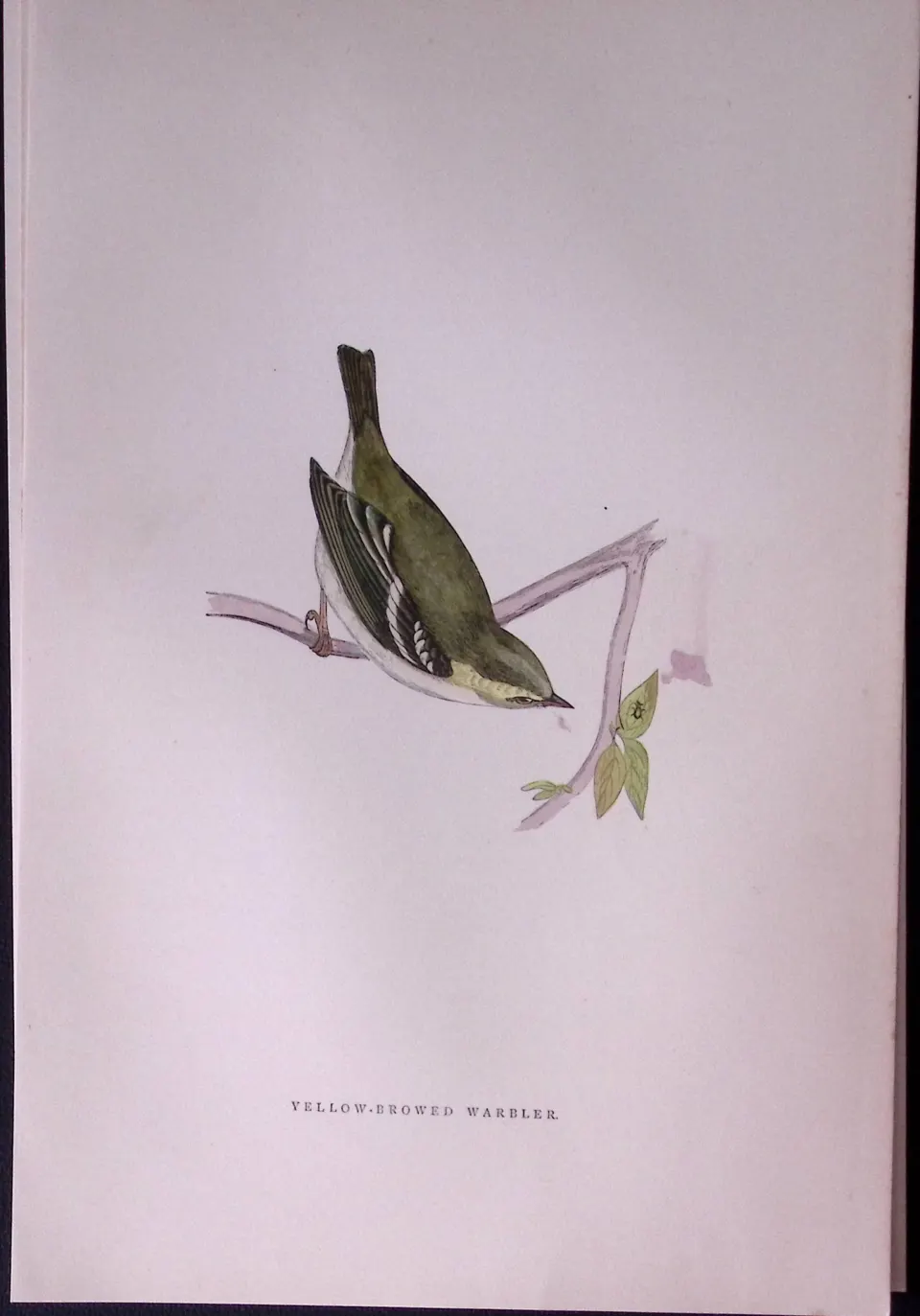 Yellow Browed Warbler Rev Morris Antique History of British Birds 130 Years-Old Engraving-130