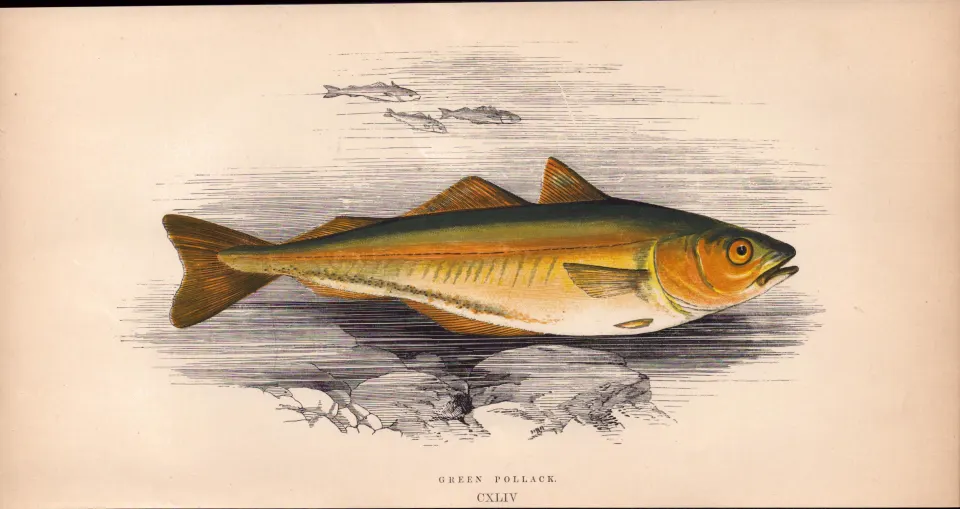 Green Pollack  Antique Johnathan Couch Coloured  1868 Engraving.