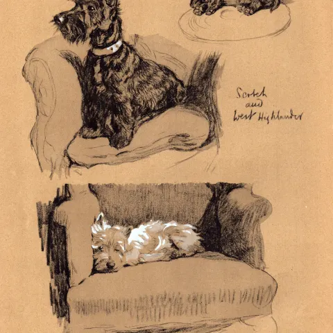 Cecil Aldin Vintage Dog Illustrations Scotch & West Highlander-5.