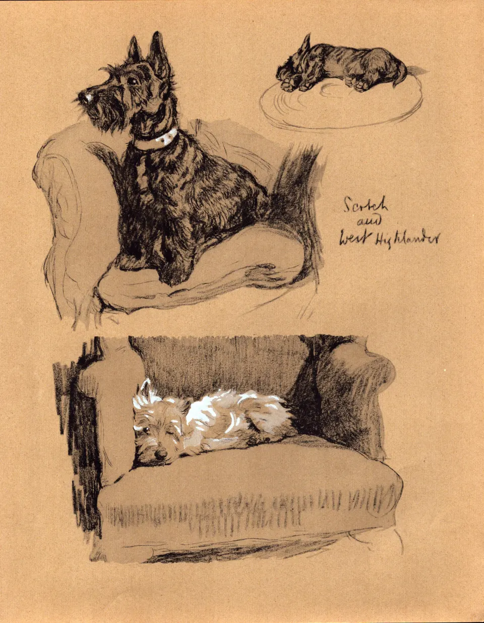 Cecil Aldin Vintage Dog Illustrations Scotch & West Highlander-5.