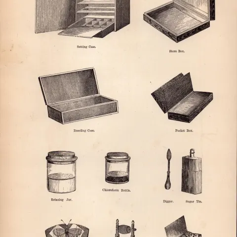 Butterfly Collectors Equipment Antique Butterfly Engraving Rev Morris No 2