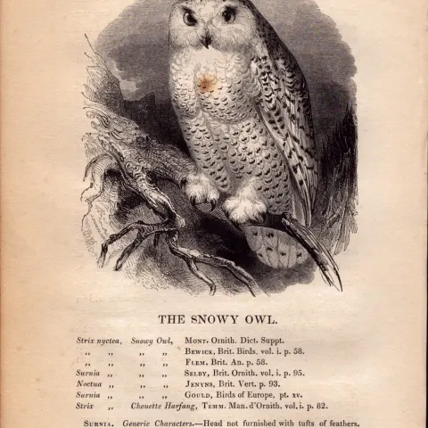 Snowy Owl 1843 Victorian Print British Birds by William Yarrell.