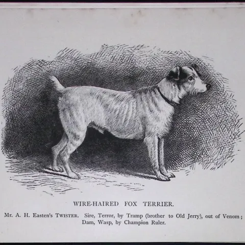 Wire-Haired Fox Terrier British Dogs by Hugh Dalziel 1889 Antique Book Plate-55