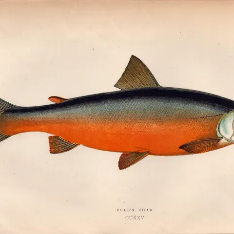 Cole’s Char Antique Johnathan Couch Coloured Fish Engraving.