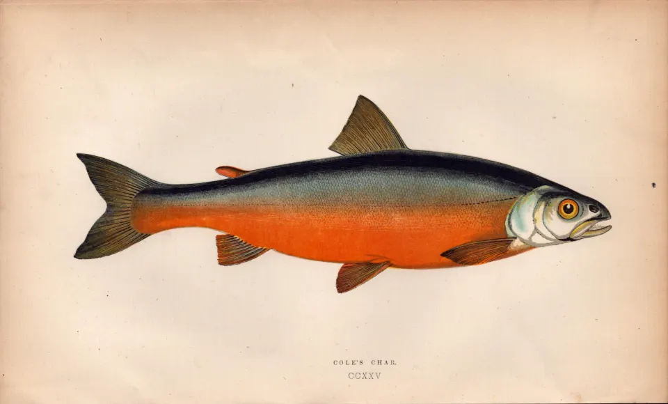 Cole’s Char Antique Johnathan Couch Coloured Fish Engraving.