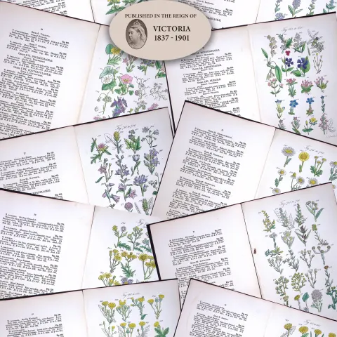 Job Lot British Wild-Flowers  John Sowerby Antique Engraved Prints with Hand Colouring-1.