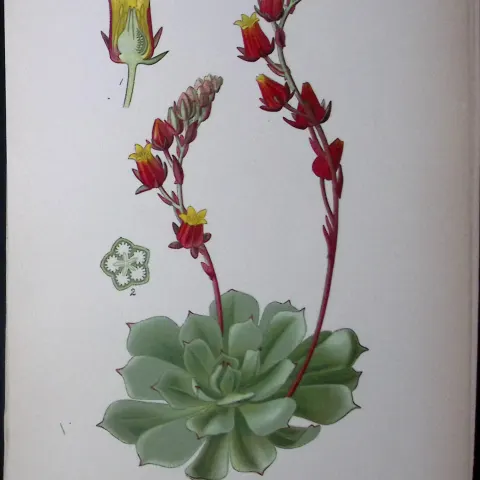 Cotyledon Secunda Flower Edward Step Rare Antique Botanical Book Plate-96